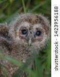 Tawny Owl Chick Just Fledged...