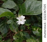 Beautiful White Jasmine Flowers ...