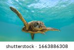 Green Sea Turtle  Chelonia...