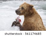 Alaskan Brown Bear    Ursus...