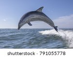 Bottlenose Dolphin    Tursiops...