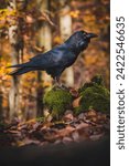 Small photo of Common raven (Corvus corax) on ground in autumn forest. Dark leaf all around. Common raven portrait.
