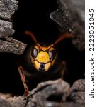 Wasp antenas predator insect...