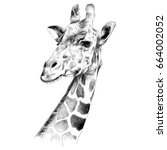 The Head Of A Giraffe Sketch...