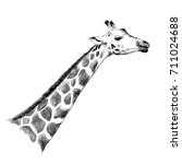 Giraffe Head Sketch Vector...