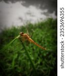 Small photo of The scarlet skimmer or ruddy marsh skimmer, Crocothemis servilia, is a species of dragonfly of the family Libellulidae, native to east and southeast Asia ...