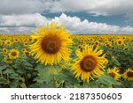 Pair Of Blooming Sunflowers On...