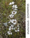 Small photo of Manuka Flower (leptospermum scoparium) as known as manuka honey flower, is indigenous to New Zealand. Location : Wilderness Scientific Reserve, Manapouri, New Zealand