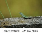 Snake-eyed Lizard (elegans)  Ophisops elegans, commonly known as the snake-eyed lizard, is a species of lizard in the Lacertidae family.