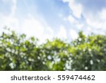 Abstract blurred background with tree and sky