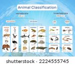 Small photo of Animal kingdom classification is an important system for understanding how all living organisms are related. Based on the Linnaeus method, species are arranged grouped based on shared characteristics.