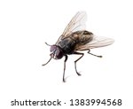 Ordinary black fly sitting on a ...