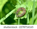 Small photo of Caterpillar, lackey moth, scientific name malacosoma neustria, taken in Geneva, CH.