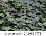 Small photo of Asp viper, scientific name vipera aspis, taken in Geneva, CH.
