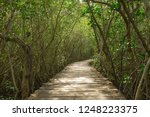 Small photo of Wood passage way into mangrove forest (Trees include Rhizophoraceae ,Ceriops tagal, Rhizophora apiculate ,Ceriops ,Combretaceae lumnitzera)