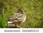 Male And Female Mallard Duck...