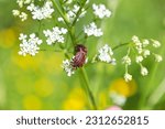 Small photo of European Minstrel Bug or Italian Striped shield bug (Graphosoma lineatum) climbing a blad of grass