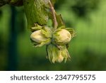 Small photo of Young hazelnuts (filbert, kobnuss) grow on the tree. Green hazelnut from organic nut farms. Hazelnuts or coconuts with leaves in the garden. The concept of Filbert plant production harvest. Hazelnut