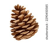 pine cone with style hand drawn digital painting illustration