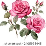 watercolor pink rose flower...