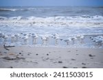 Gulls brave the winter chill on Kołobrzeg beach in January, facing a northern wind and turbulent sea. A stark and dynamic scene of coastal resilience amid the winter elements.