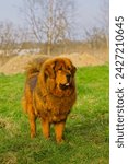 Small photo of A red Tibetan Mastiff stands on a meadow with partially dried grass, its deep red coat blending with the surroundings as it attentively observes the surrounding terrain.