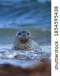 Grey Seal Colony On The...
