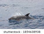 Bottlenose Dolphins Swimming On ...