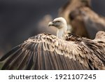 Griffon Vultures Near The...