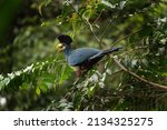 Great Blue Turaco On The Branch....