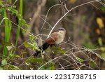 White browed coucal in the Murchison Falls national park. Lark heeled cuckoo is sitting in the bushes. Safari in Uganda.