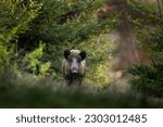 Wild boar in the forest....