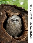  Tawny Owl  Brown Owl  Strix...