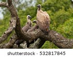 White Backed Vulture  Gyps...
