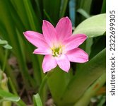 Small photo of Zephyranthes minuta is a tropical wildflower named Rain Lilies because of its propensity to blossom following a significant downpour.