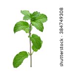 Fresh Mint Leaves Isolated On...