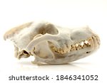 Skull Of A Trophy Wolf Isolated ...