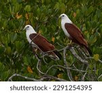 Small photo of A pair of Brahminy kites perching in the mangroves on The Noosa River, Noosa, Queensland, Australia.