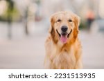 Golden retriever dog portrait on blur background 