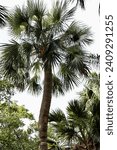 Small photo of Palm Tree at Selby Garden in Sarasota Florida