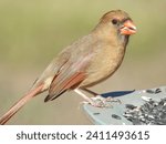 Small photo of Female cardinals lack the eye-catching, bright crimson of their male counterparts, but they make up for it with red highlights on subtle shades of brown and gray.
