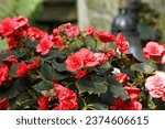 Small photo of flowers grave cemetery snitch red