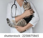 Small photo of Pet after cavitary operation, castration, sterilization. Veterinarian doctor with stethoscope holding cute spayed cat in postoperative bandage, black medical blanket in veterinary clinic