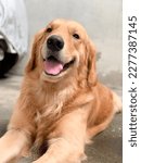 Small photo of golden retriever dog canny friendly kind