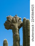 Crested Saguaro Cactus In The...