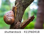 Snail On The Tree In The Garden....