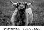 Highland Cattle Are A Scottish...