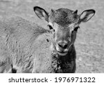 The European Mouflon  Ovis...
