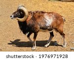 Male Ram European Mouflon  Ovis ...