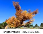 Small photo of In fall Larix laricina, commonly known as the tamarack, hackmatack, eastern, black, red or American larch, is a species of larch native to Canada